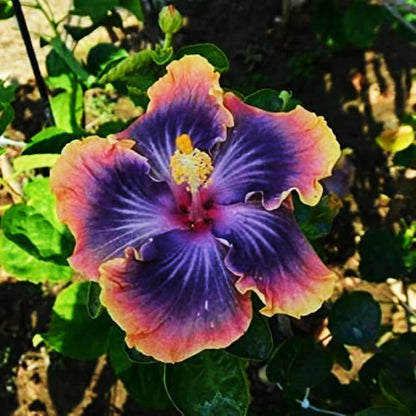 Purple and Orange Hibiscus Flower Seeds for Planting – Heirloom Non-GMO Garden Seeds