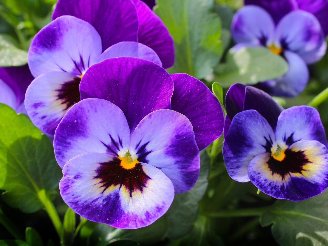 Futaba Violet flower seeds