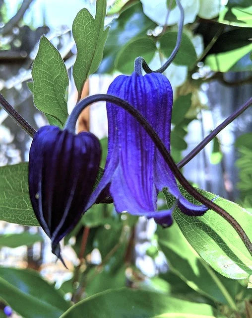 Clematis Rooguchi flower seeds