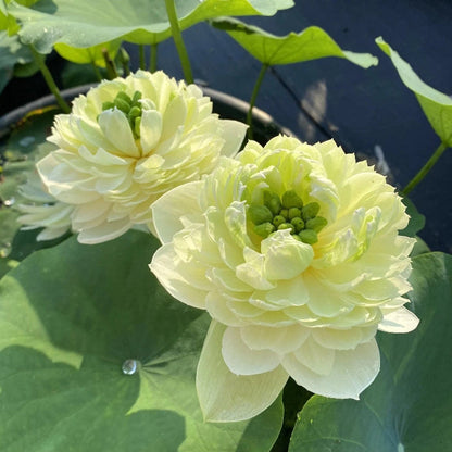 Exotic Collector’s Lotus plant