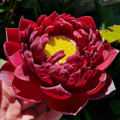 Red Sacred Lotus plant