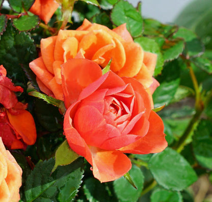 Orange Climbing flower seeds