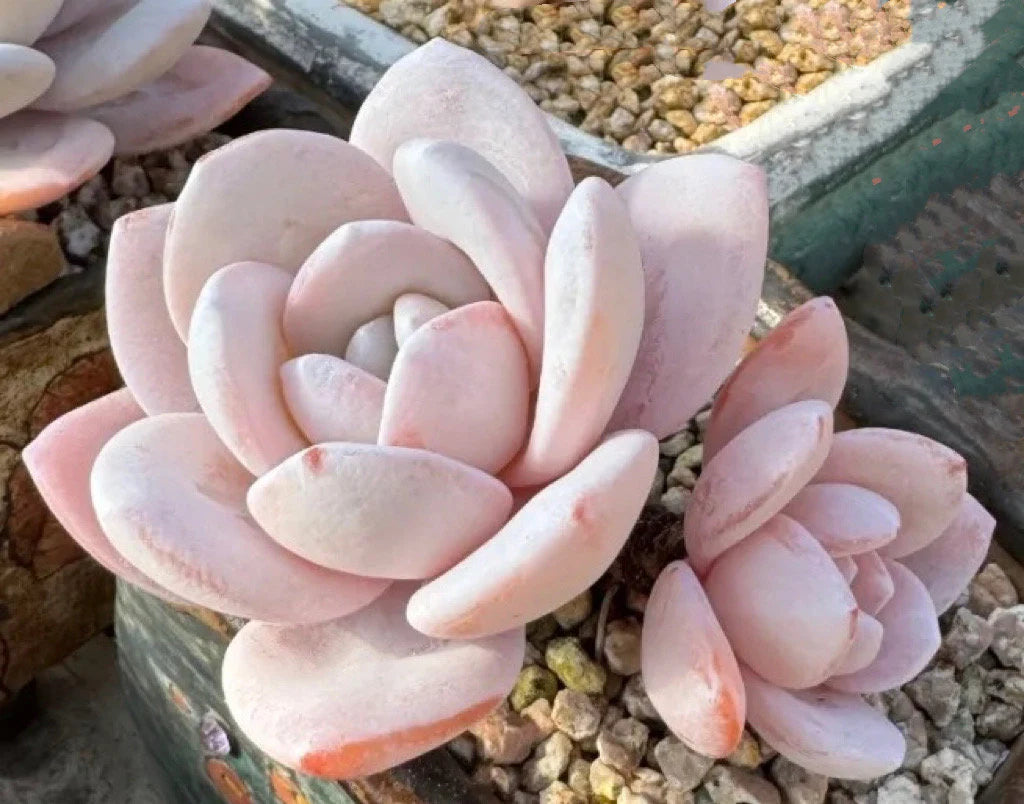 Light Pink flower seeds