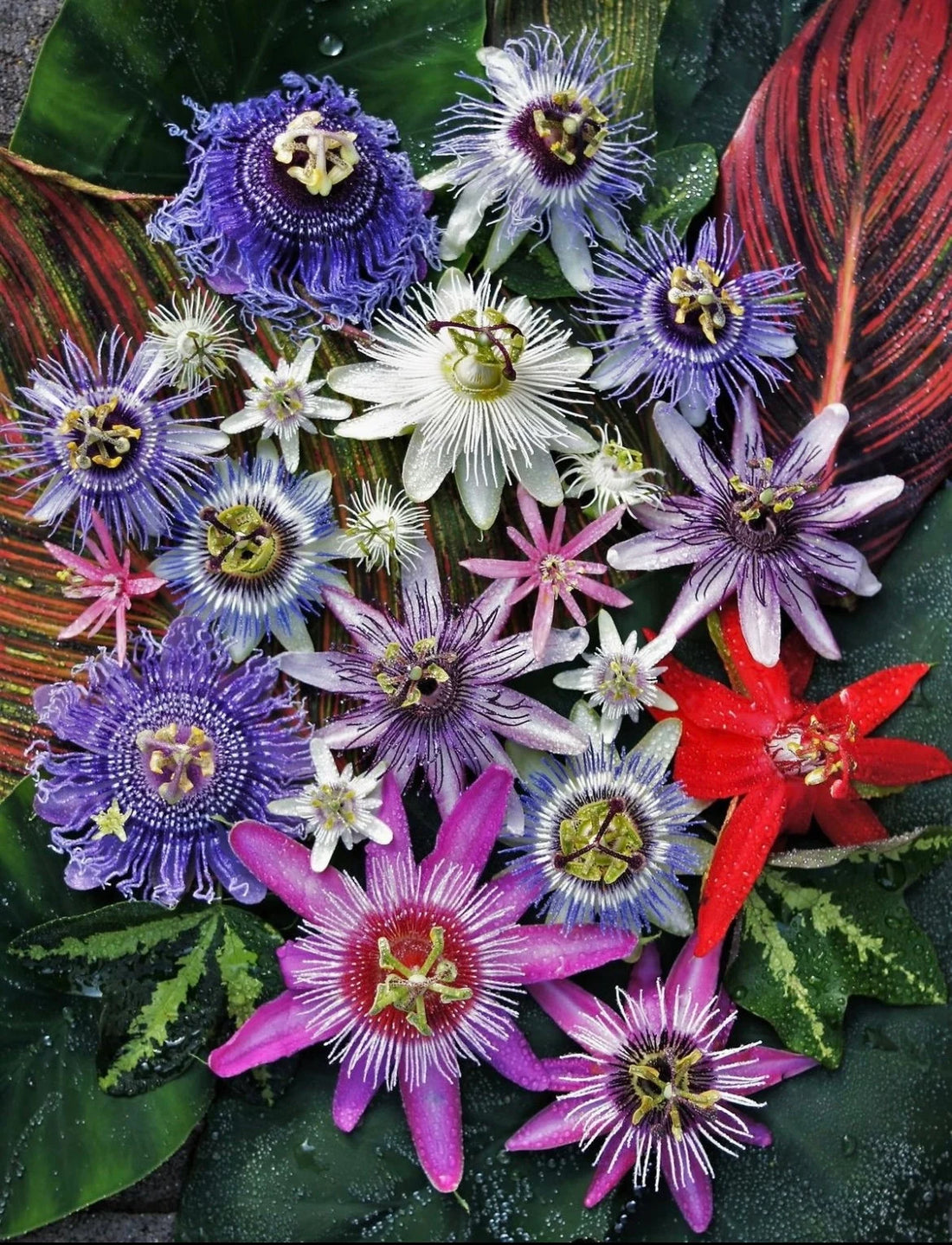 Passiflora flower seeds