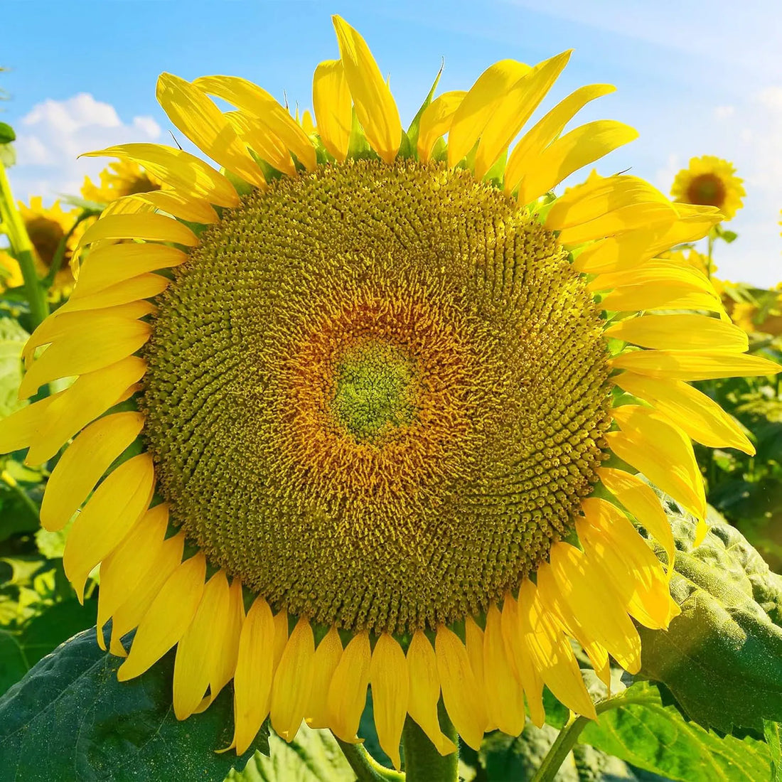 Giant Mongolia flower seeds