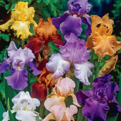 Bearded Iris germanica plant