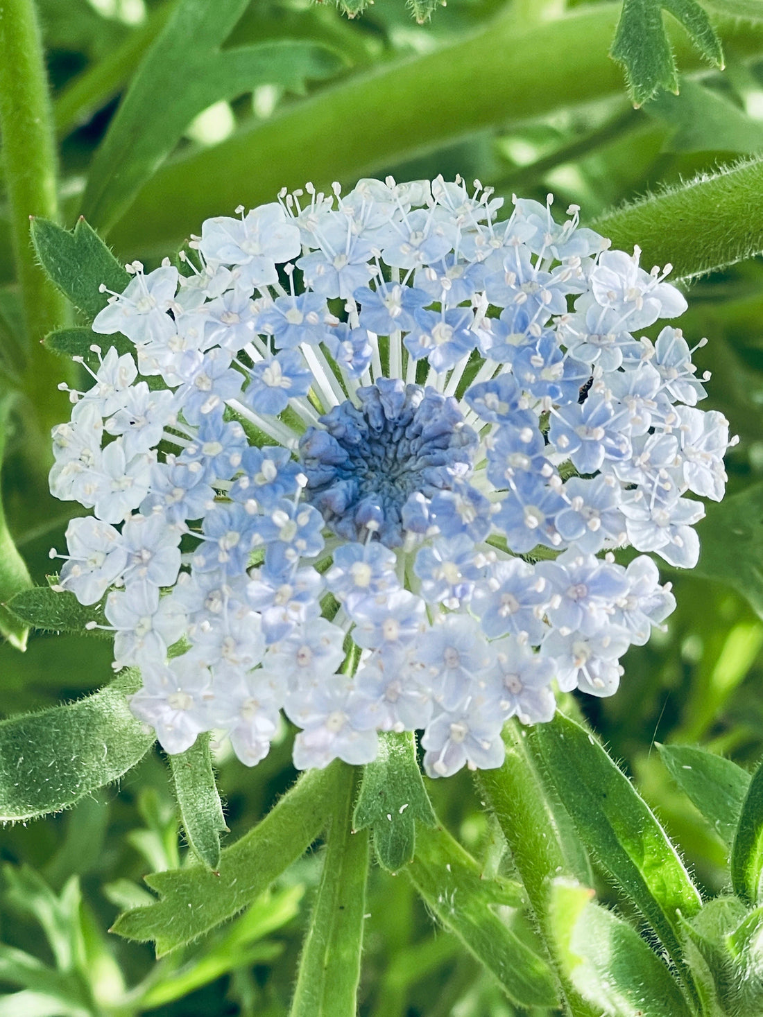 Blue Lace flower seeds