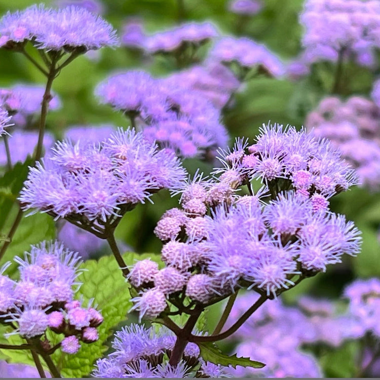 Mist Hardy Ageratum plant