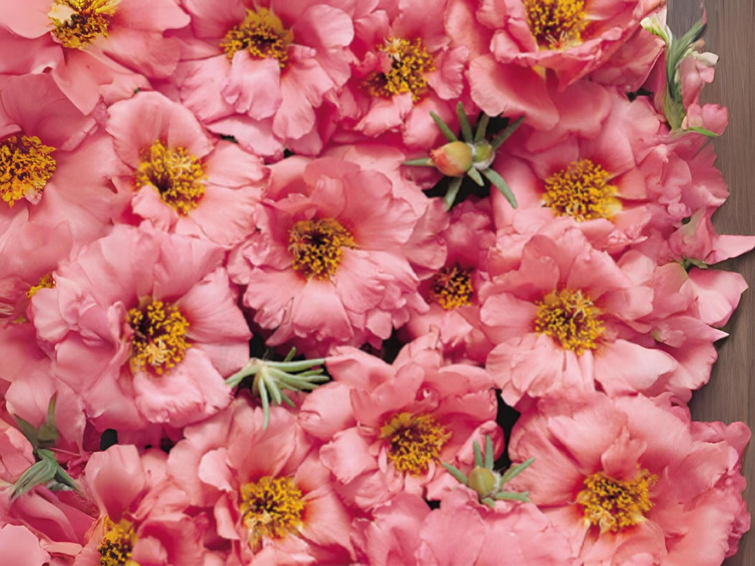 Sundial Peach flower seeds