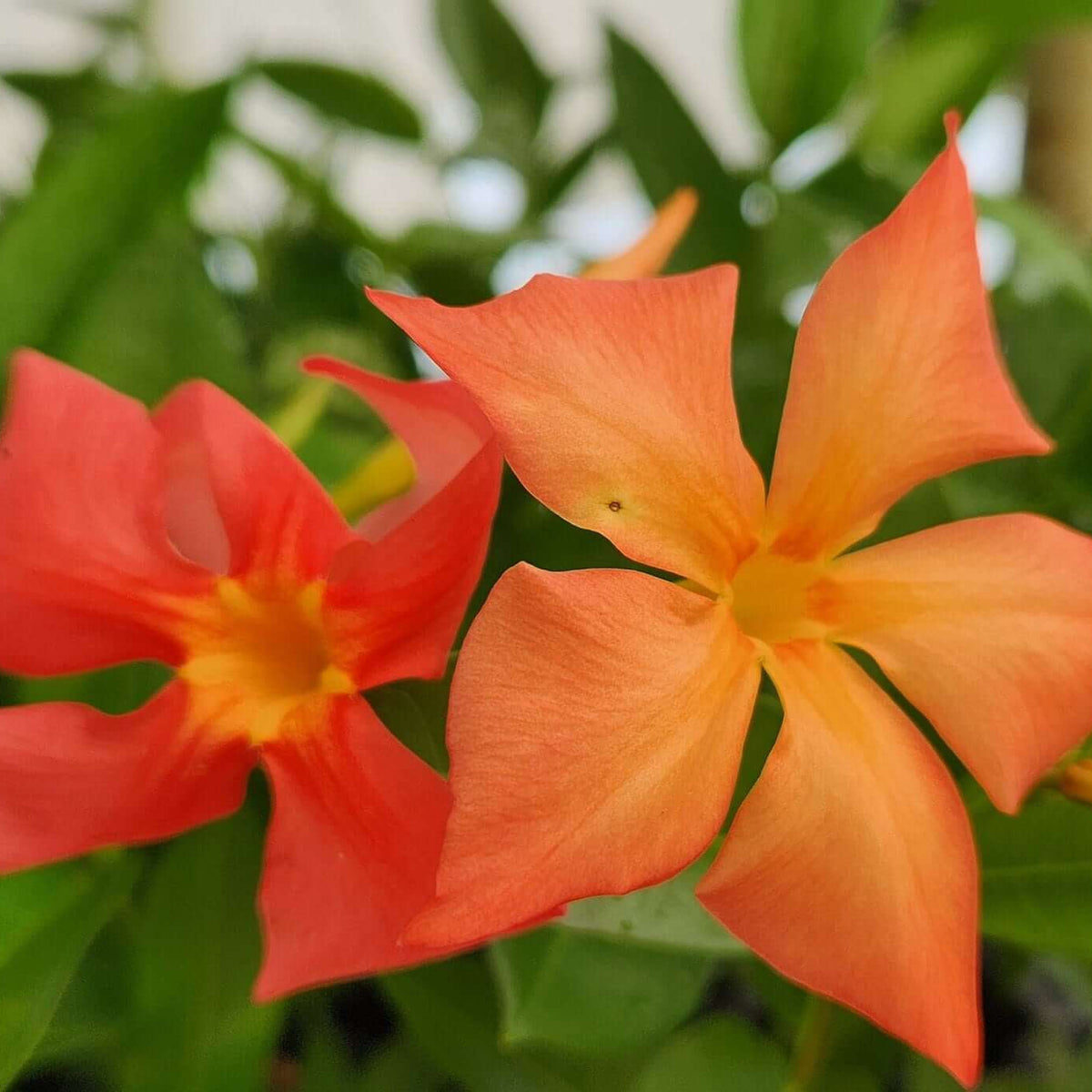 Orange Mandevilla plant