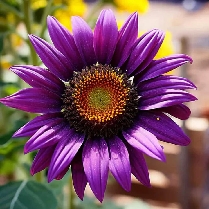 Violet Sunflower flower seeds