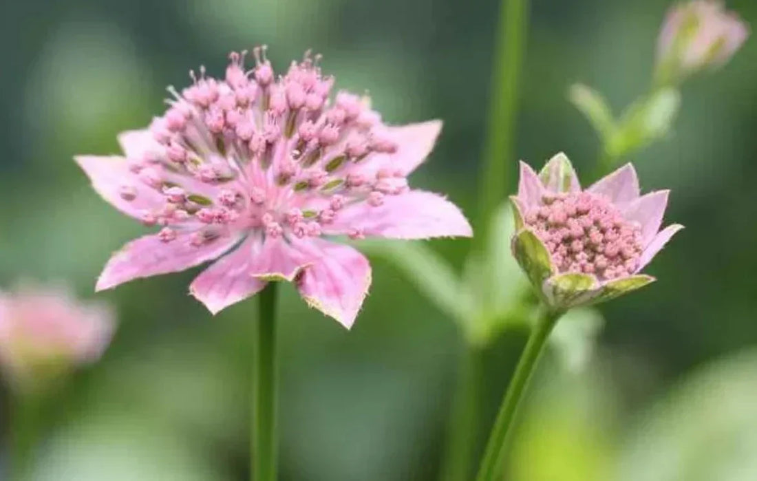 Astrantia flower seeds