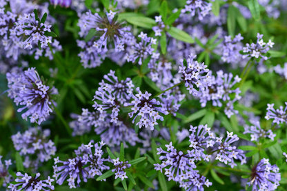 Blue Woodruff Flower Seeds for Planting – Heirloom Non-GMO Garden Seeds