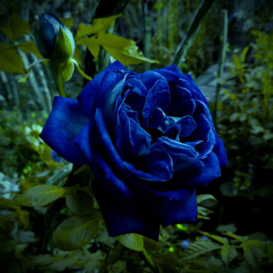 Blue Midnight flower seeds