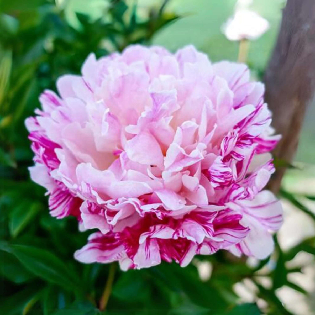 Candy Stripe Peony plant