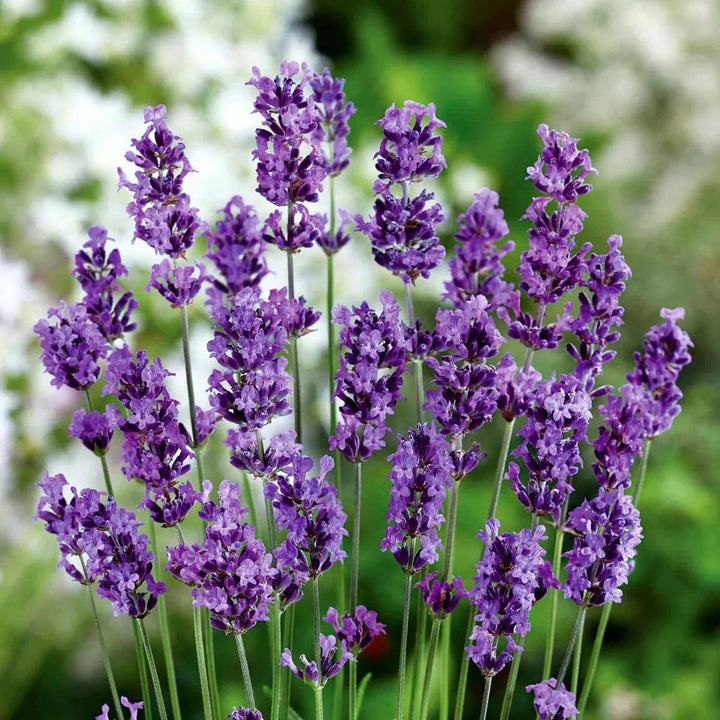 Lavender flower seeds