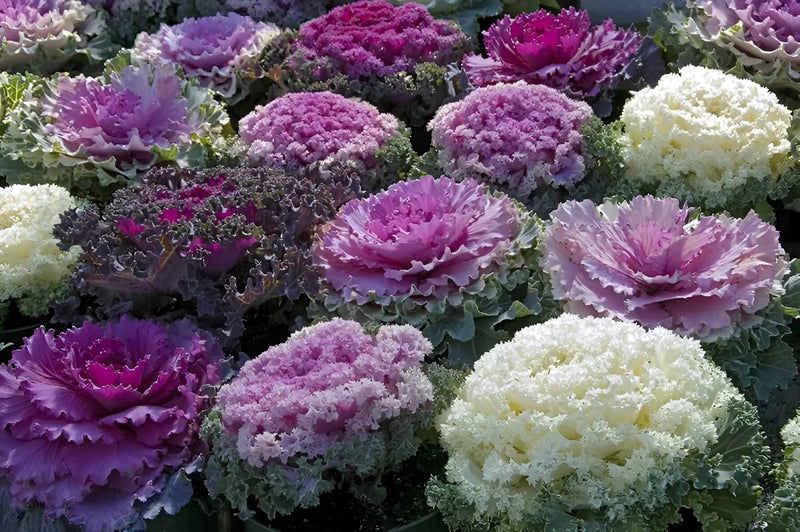 Mixed Cabbage Seeds for Planting – Heirloom Non-GMO Garden Seeds