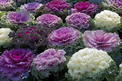 Mixed Cabbage Seeds for Planting – Heirloom Non-GMO Garden Seeds