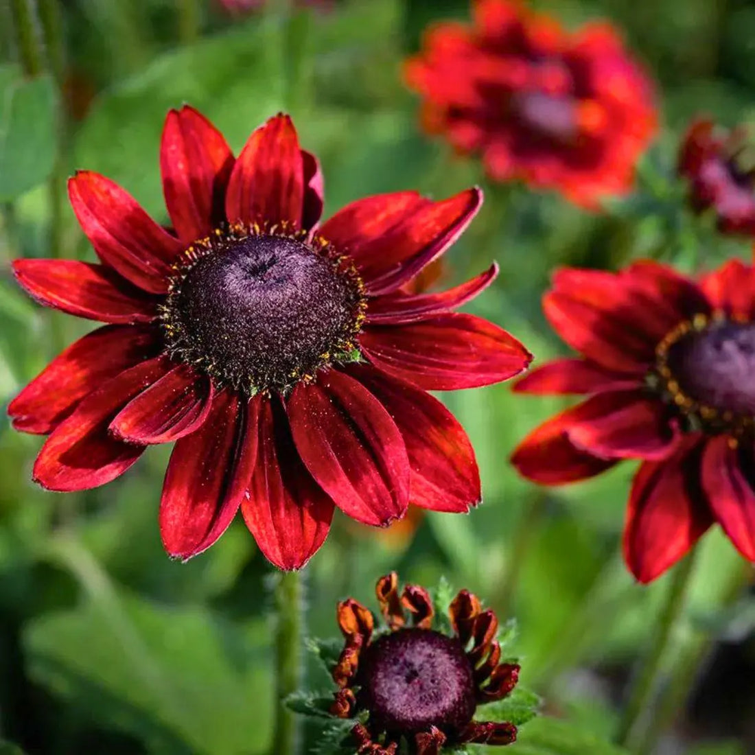 Cherry Brandy flower seeds