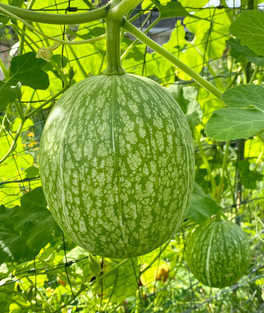 Fig Leaf Gourd Seeds