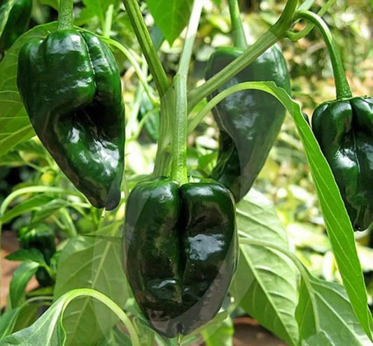 Ancho Poblano Pepper Seeds