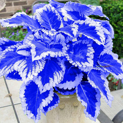 Blue White flower seeds