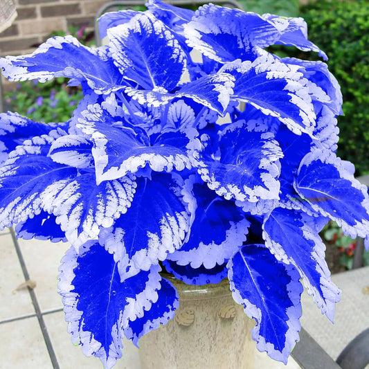 Blue Coleus flower seeds