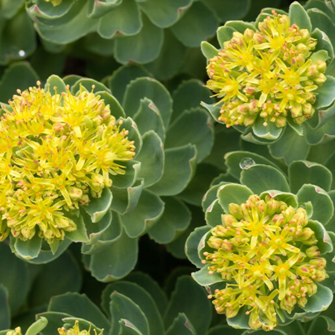Rhodiola Rosea flower seeds