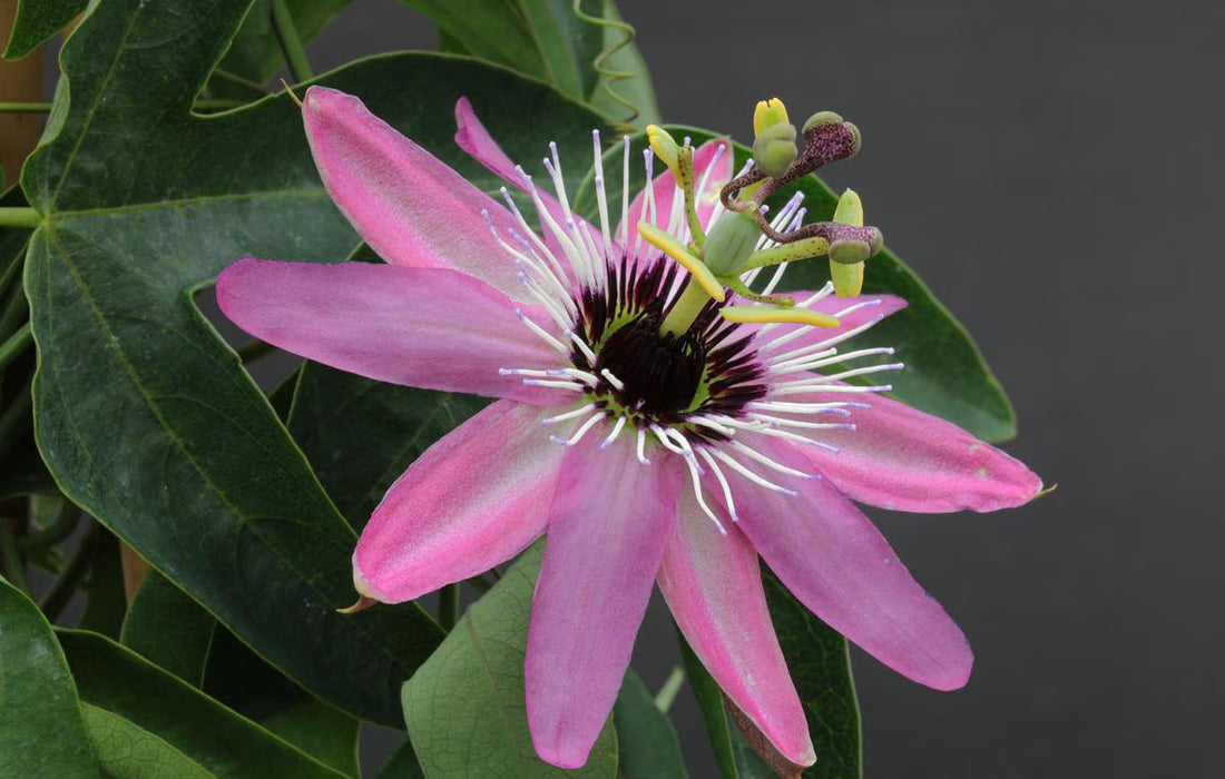 Pink Passion flower seeds
