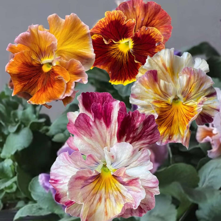 Cut Pansy plant