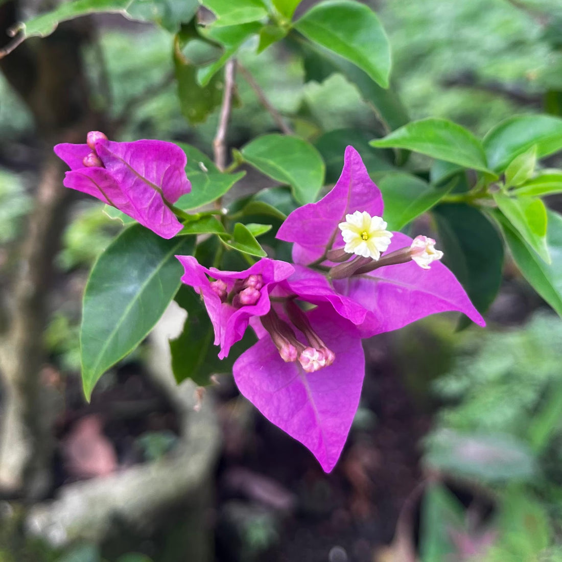 Bougainvillea Spectabilis flower seeds