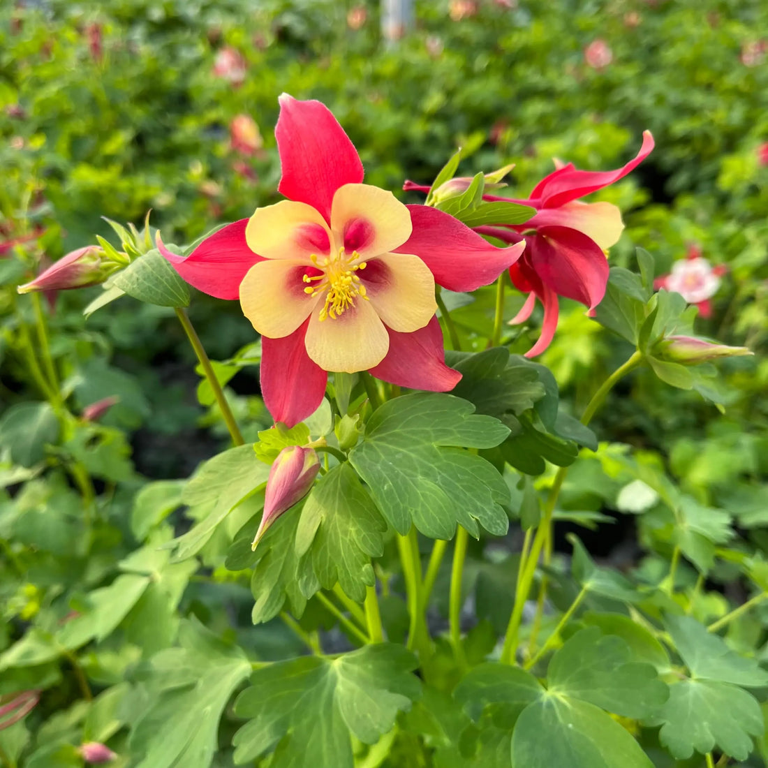 Red Yellow flower seeds