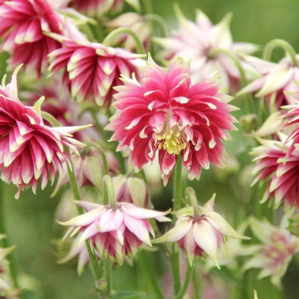 Nora Barlow flower seeds