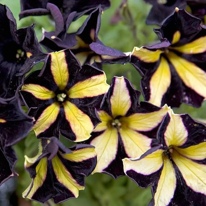 Black and Yellow Petunia Flower Seeds for Planting – Heirloom Non-GMO Garden Seeds