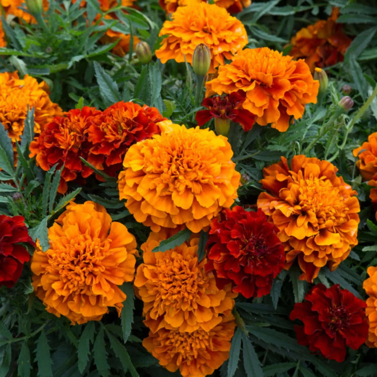 French Fireball Marigold plant
