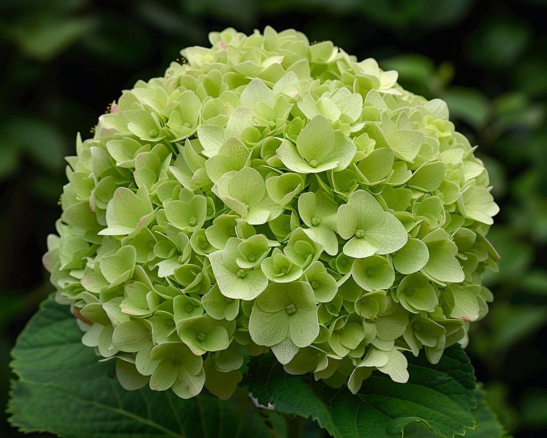 Dark Green flower seeds