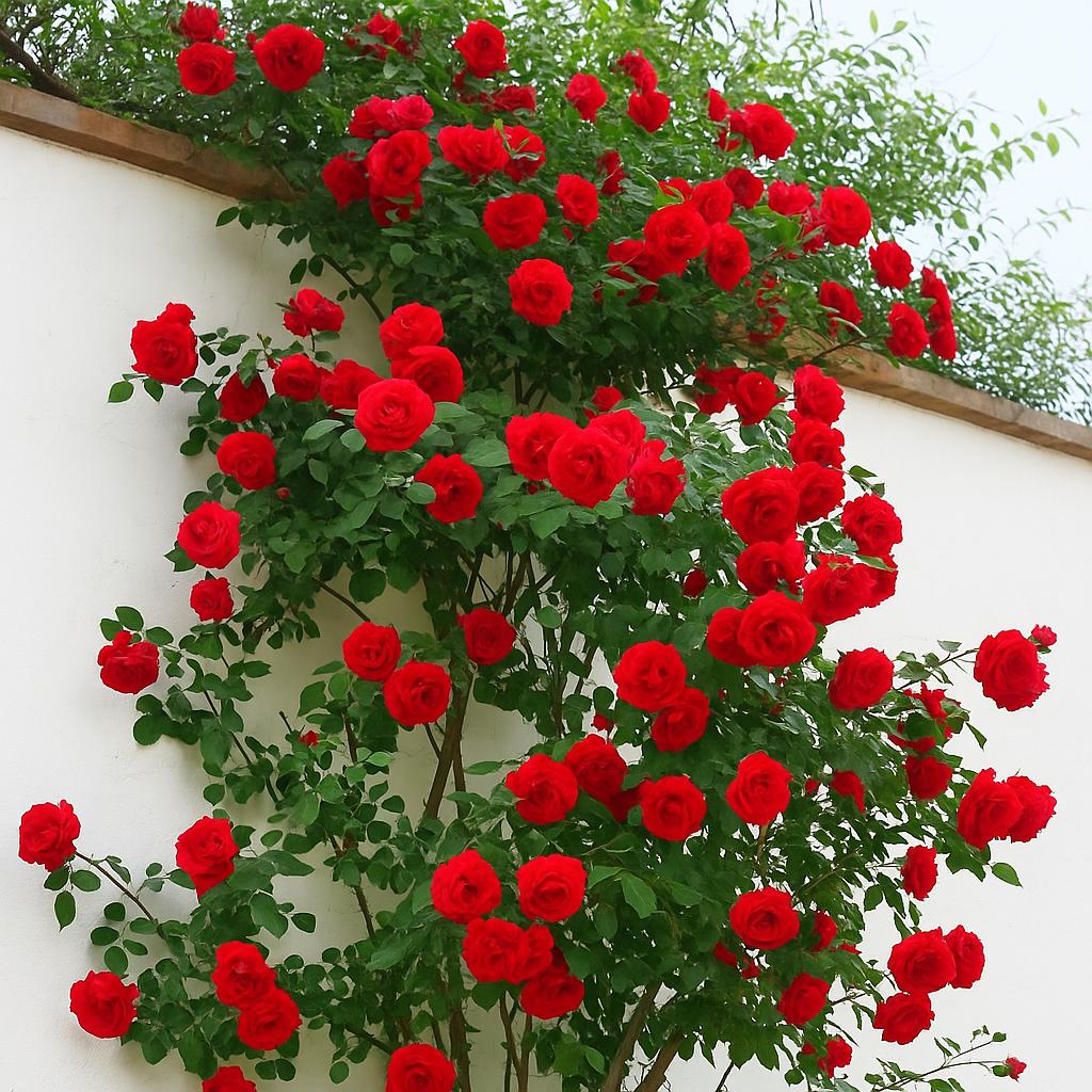 Red Cascade Rose plant