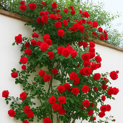 Red Cascade Rose plant