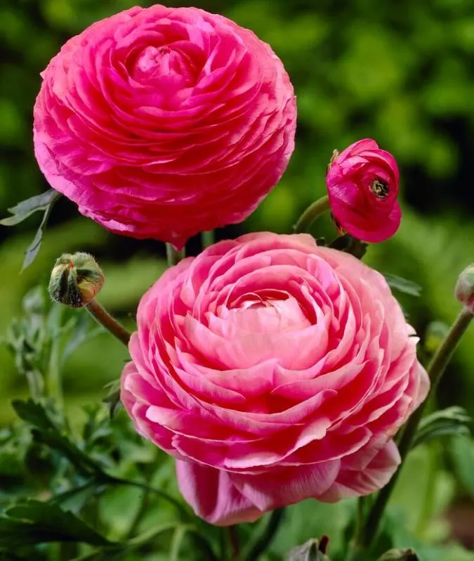 Dark Pink flower seeds
