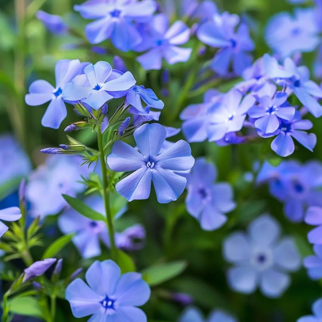 Blue Cutting Phlox plant