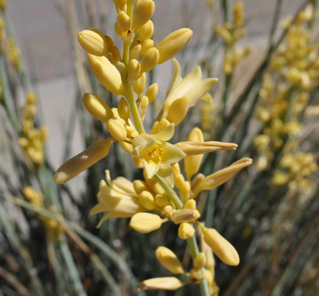 Yellow Yucca flower seeds