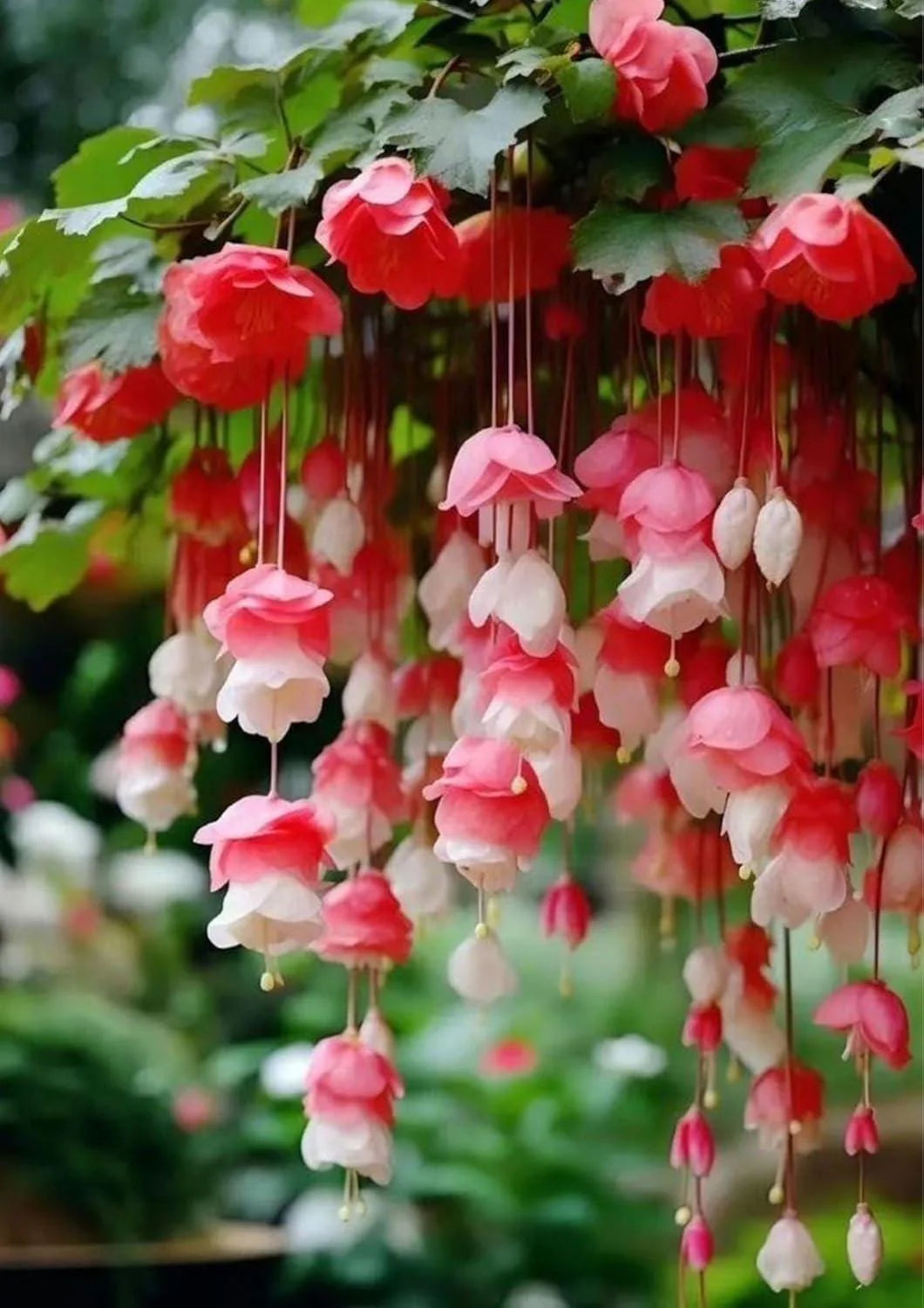 Weeping Pink flower seeds