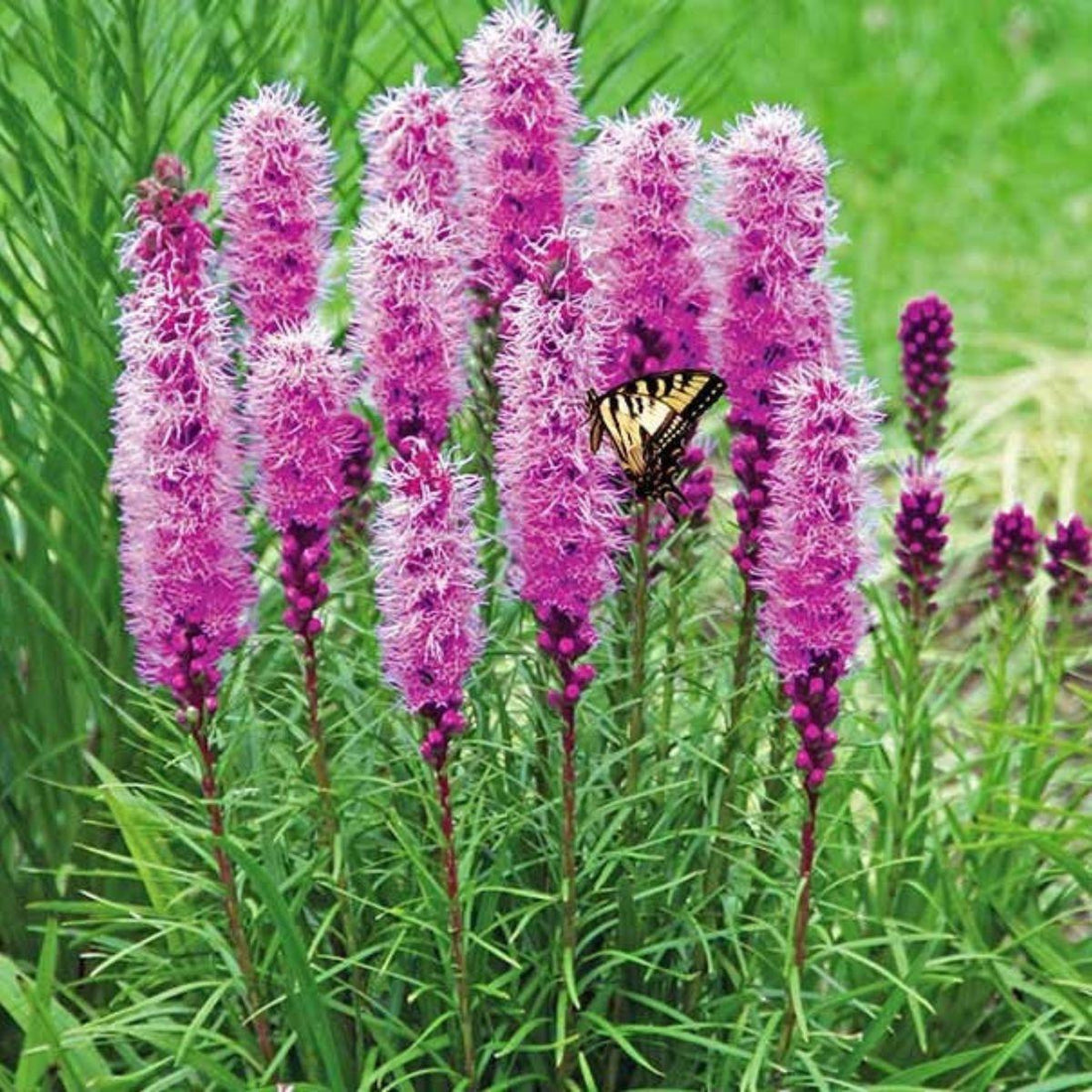 Pink Blazing flower seeds