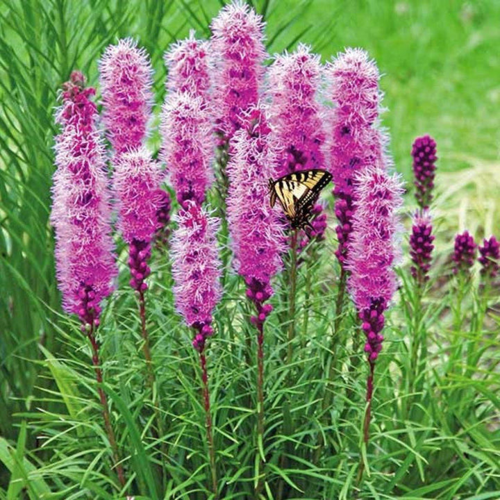 Pink Blazing flower seeds