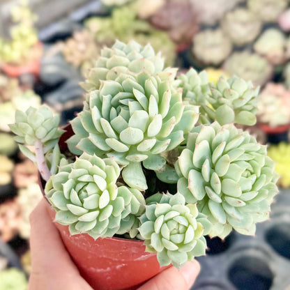 Succulent flower seeds