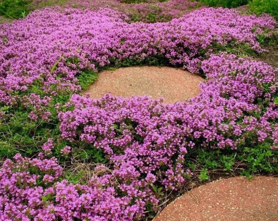 Creeping Thyme flower seeds