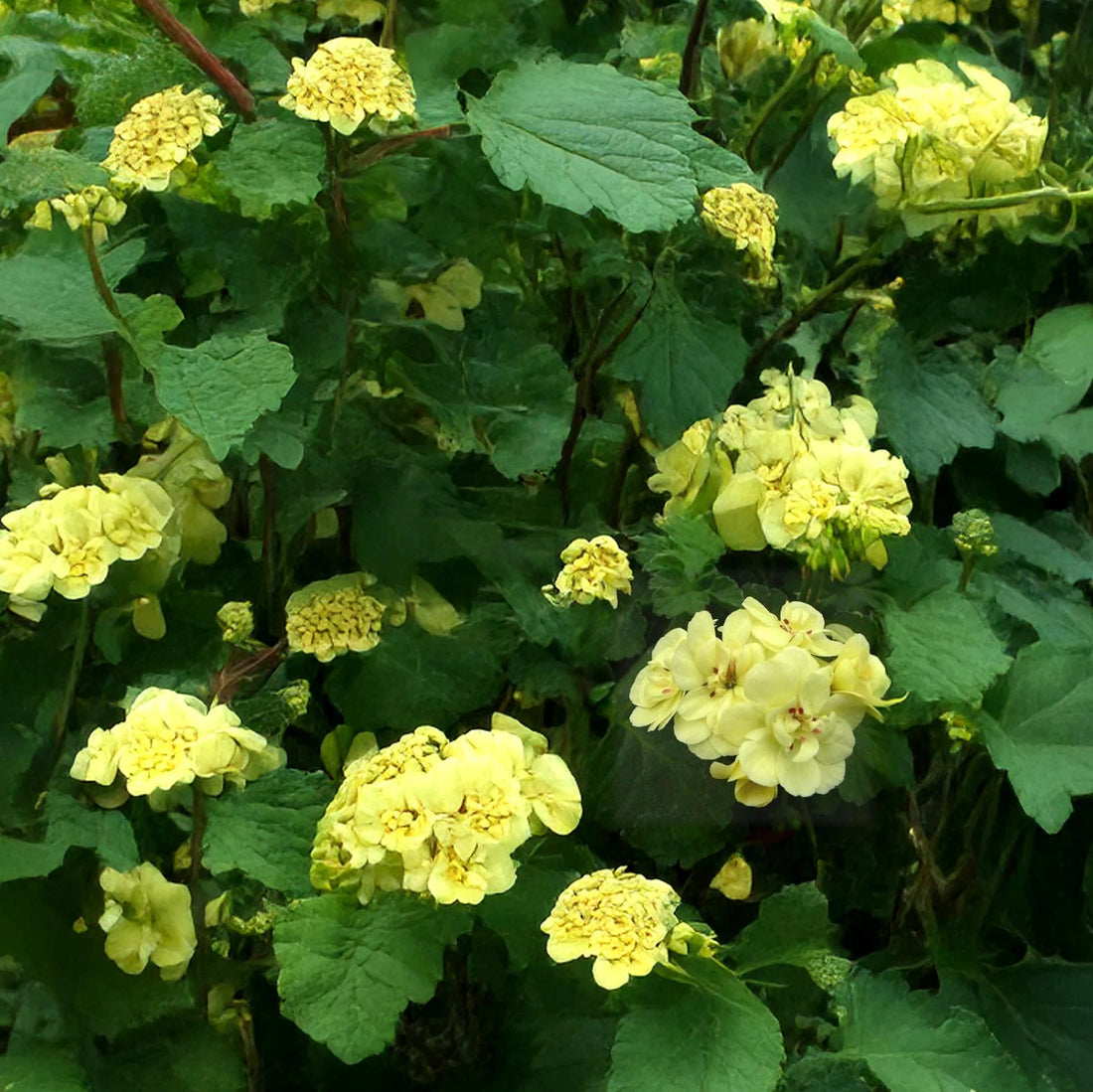 Light Yellow flower seeds