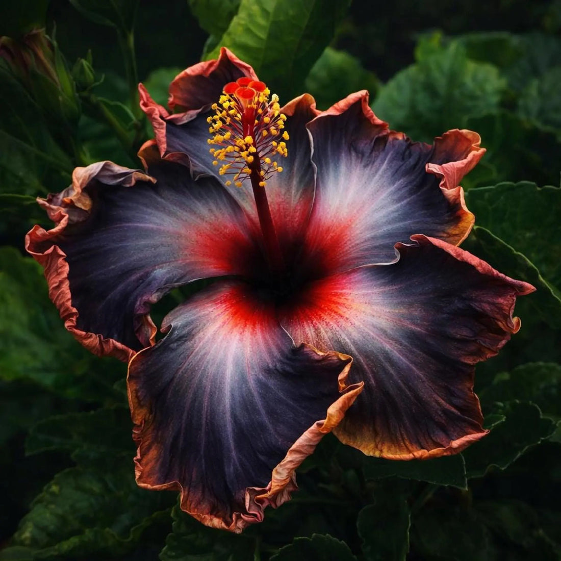 Black Hibiscus flower seeds