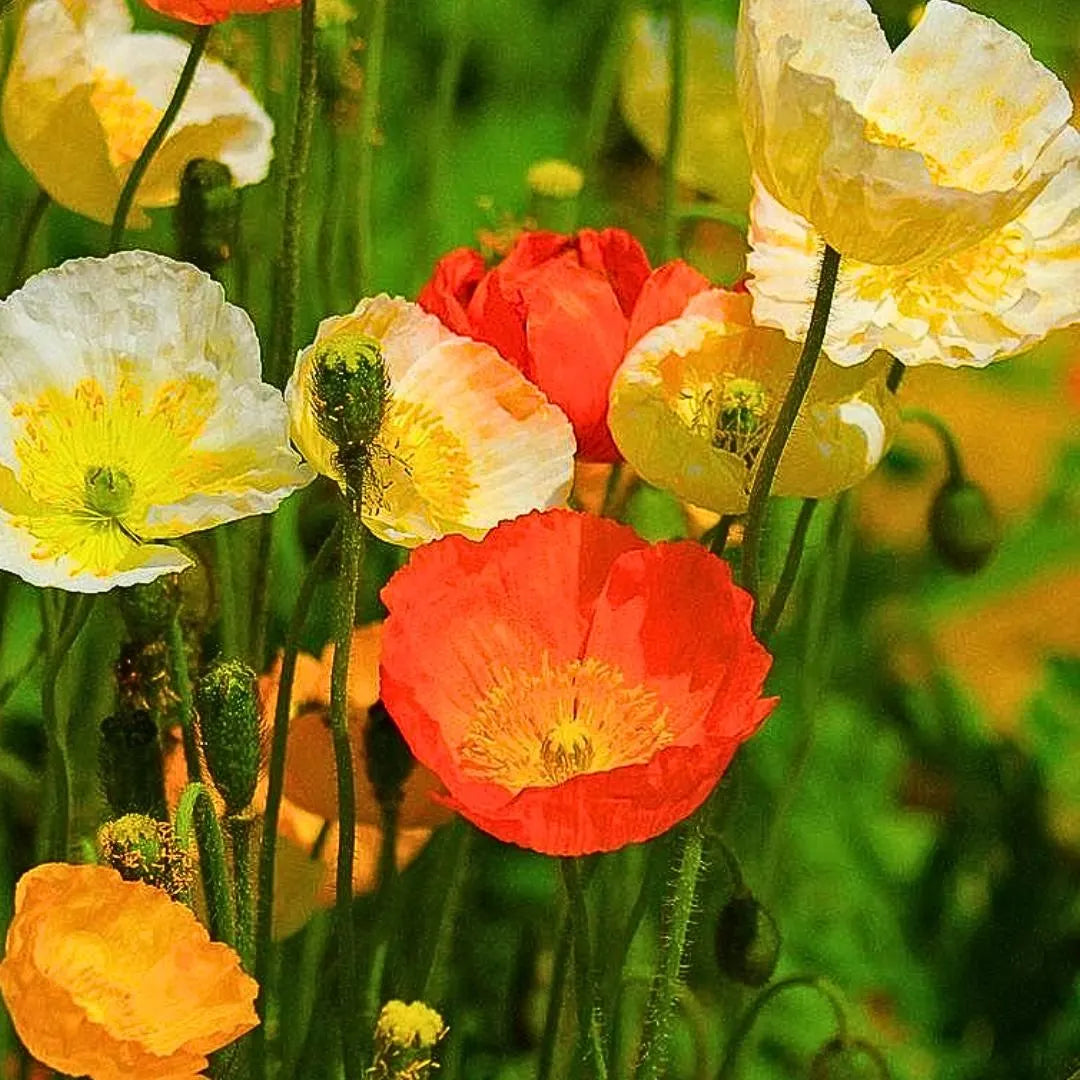 Nudicaule flower seeds