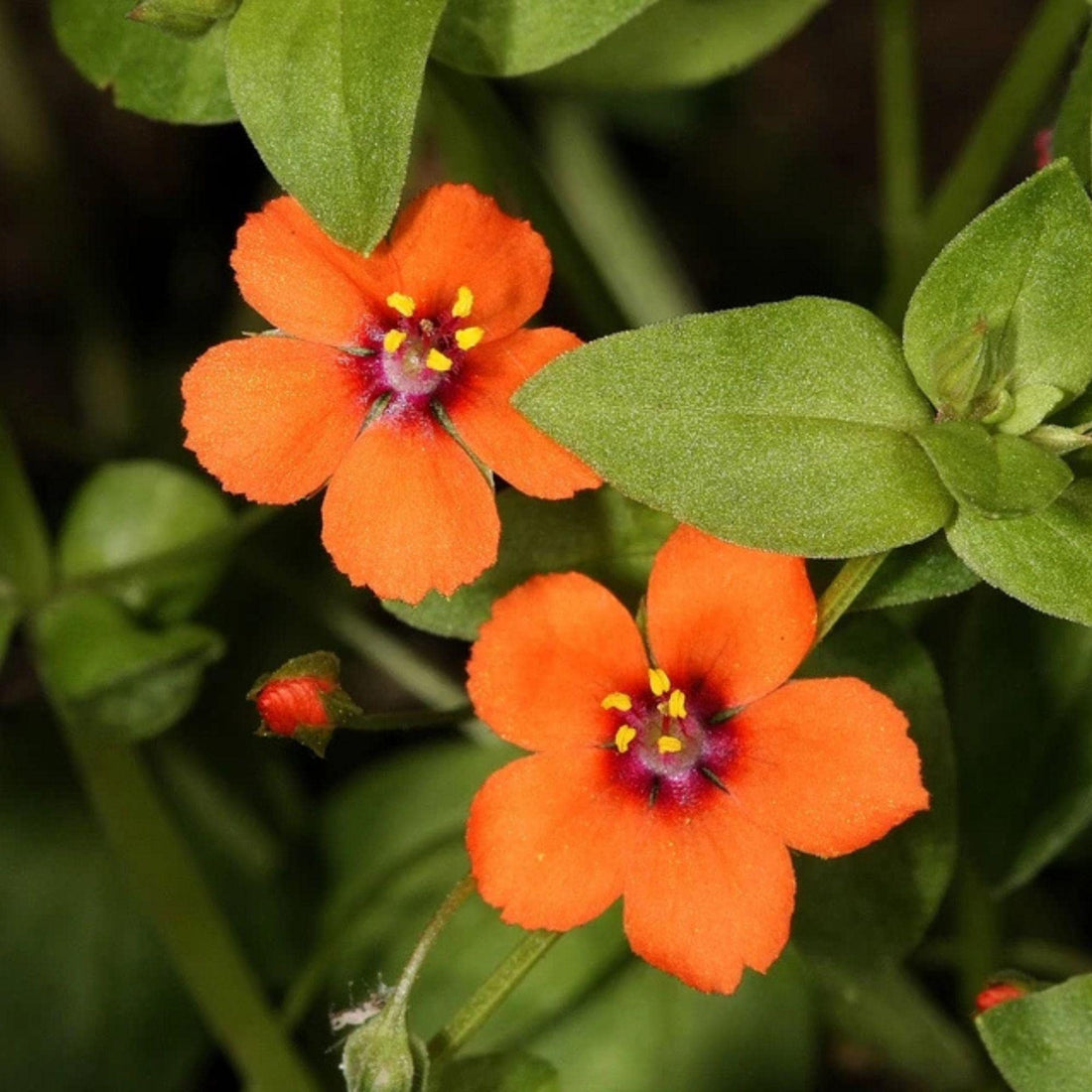 Orange Scarlet flower seeds